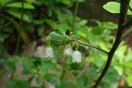 Image de Vaccinium arctostaphylos L.