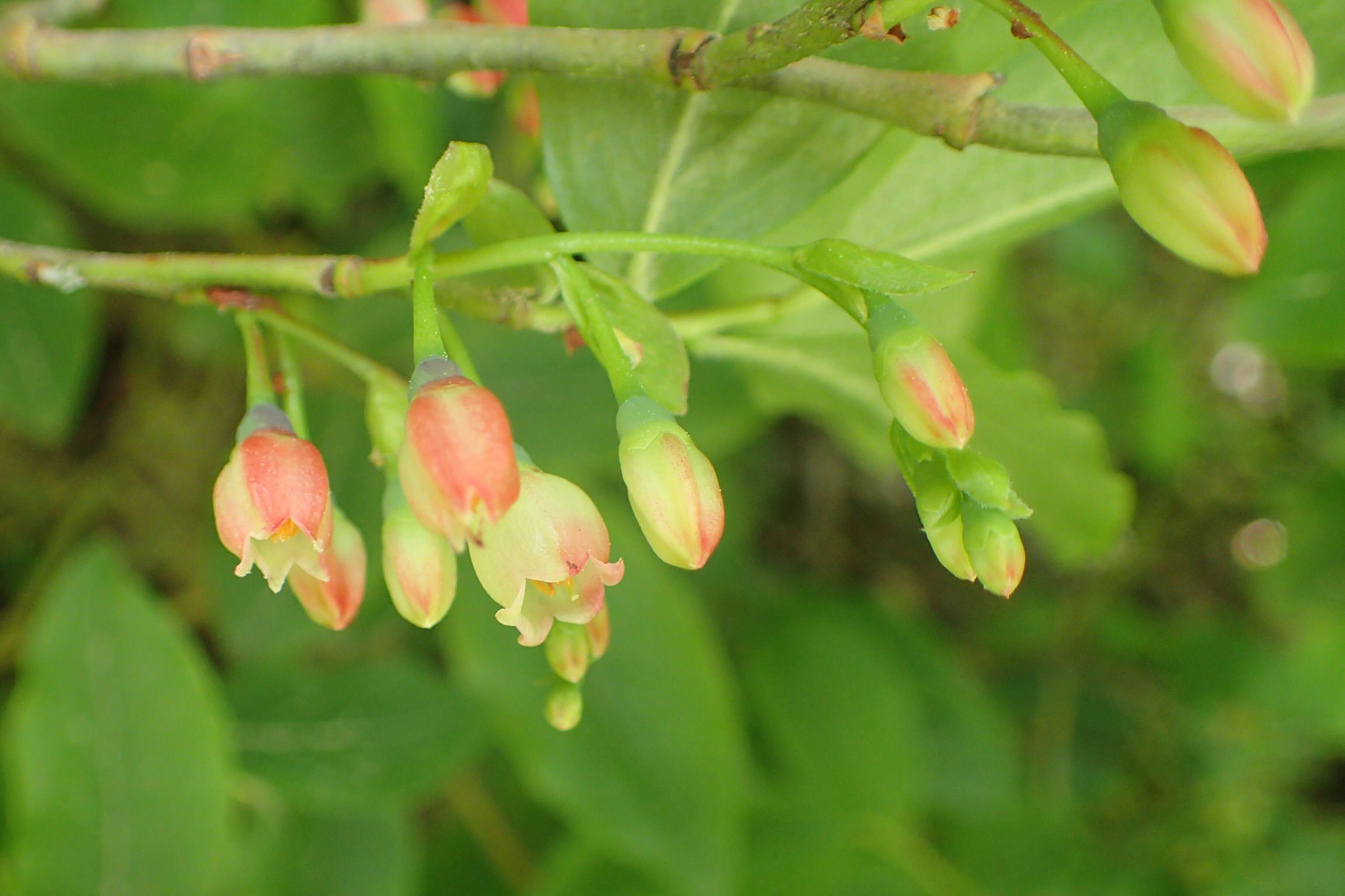 Image de Vaccinium arctostaphylos L.