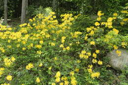 Image of Yellow Azalea