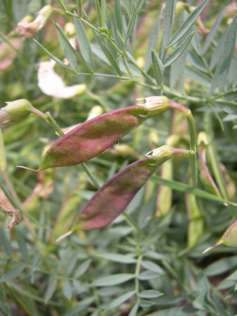 Imagem de Lathyrus rigidus T. G. White