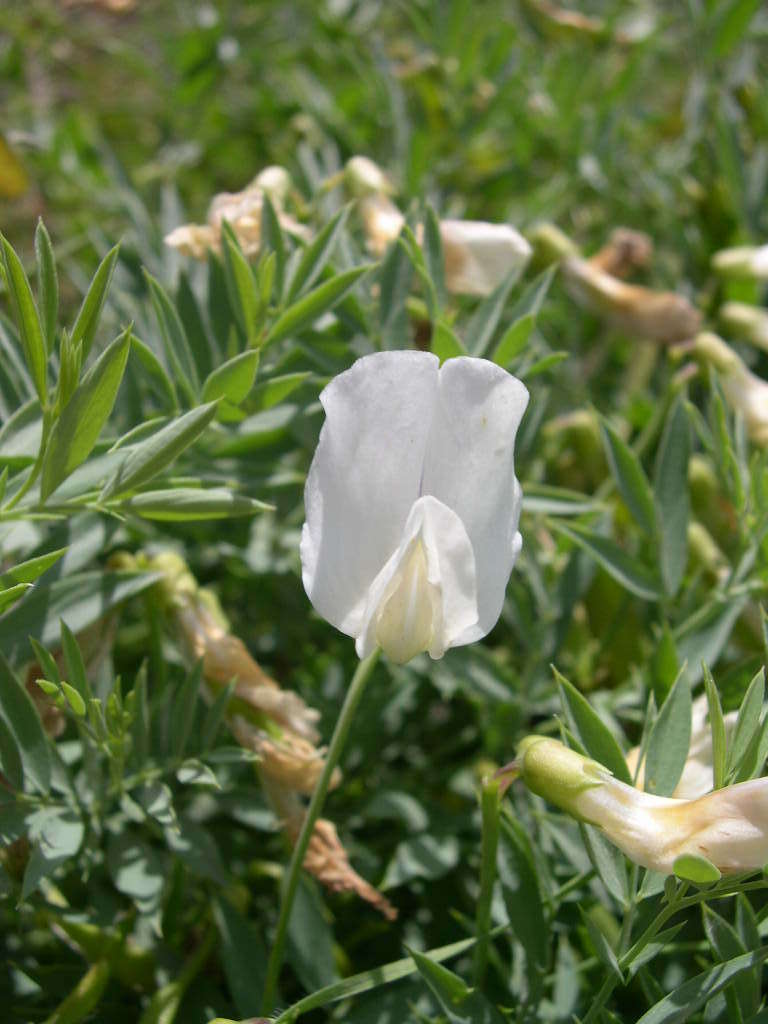 Imagem de Lathyrus rigidus T. G. White