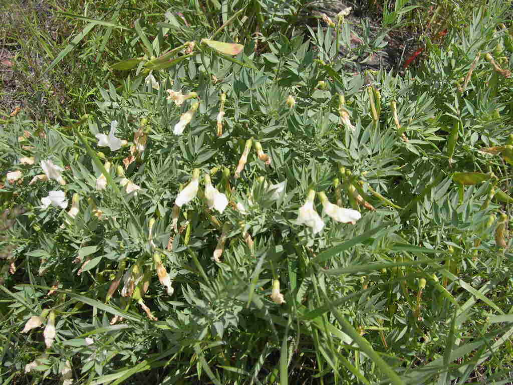 Imagem de Lathyrus rigidus T. G. White