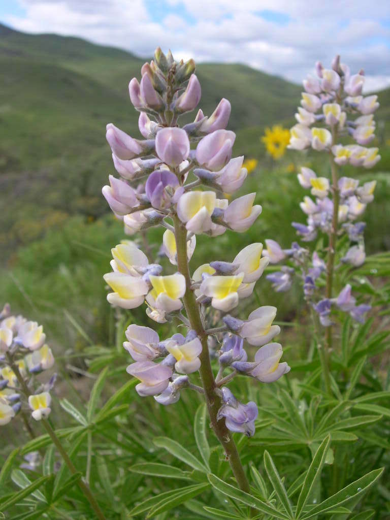 Imagem de Lupinus arbustus Lindl.