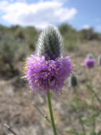 Image of Blue Mountain Prairie-clover