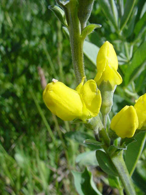 Image of Montane Golden-banner