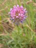 Image of longstalk clover