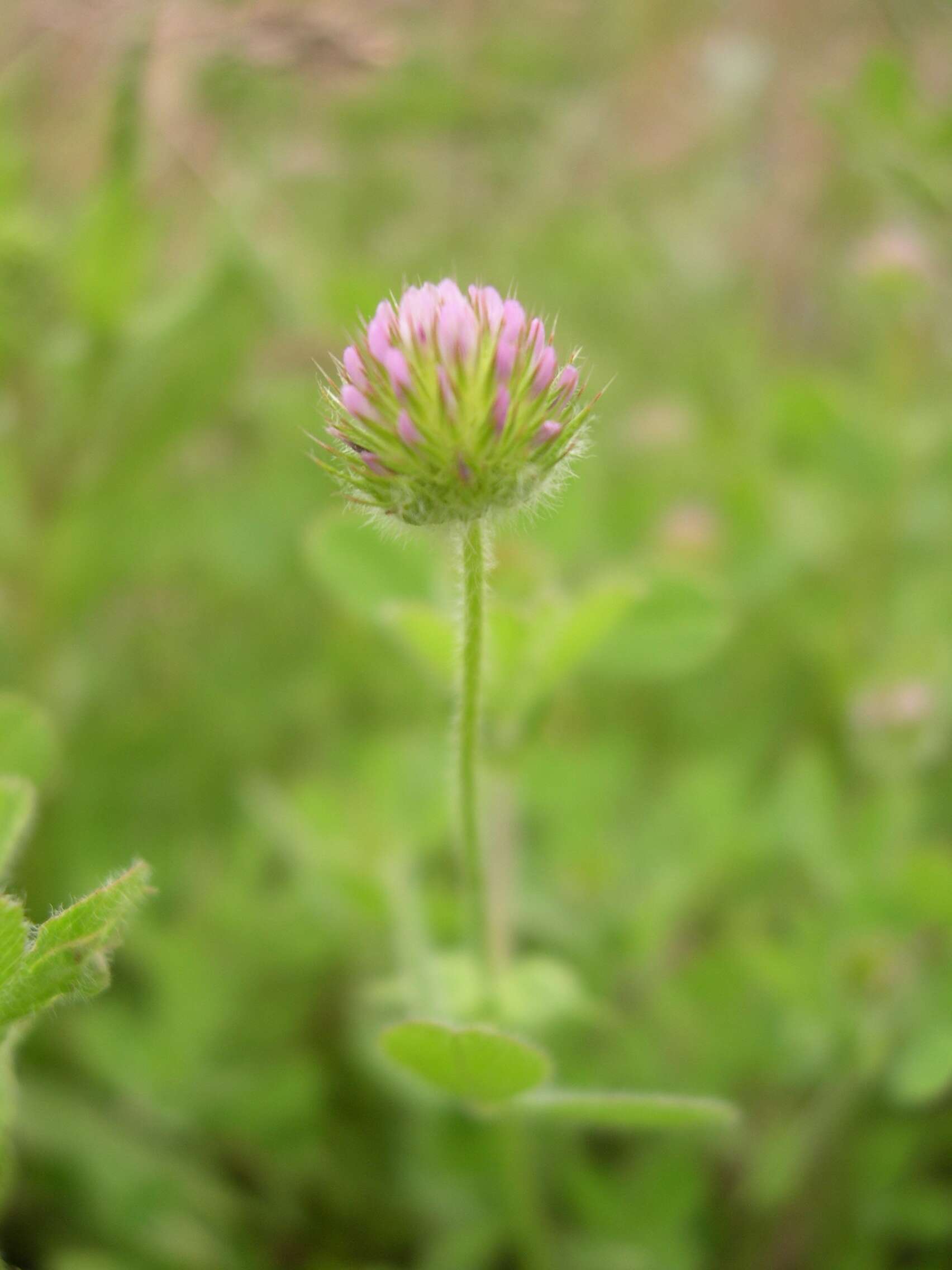 Imagem de Trifolium microcephalum Pursh