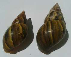 Image of Achatina fulica