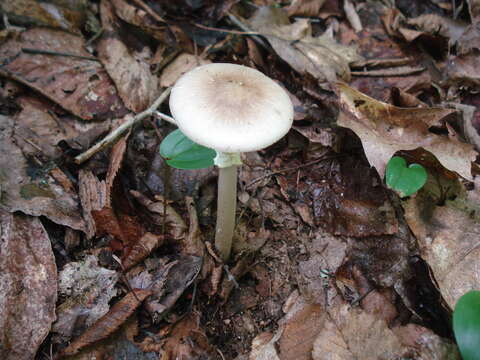 Image of Amanita solaniolens H. L. Stewart & Grund 1974