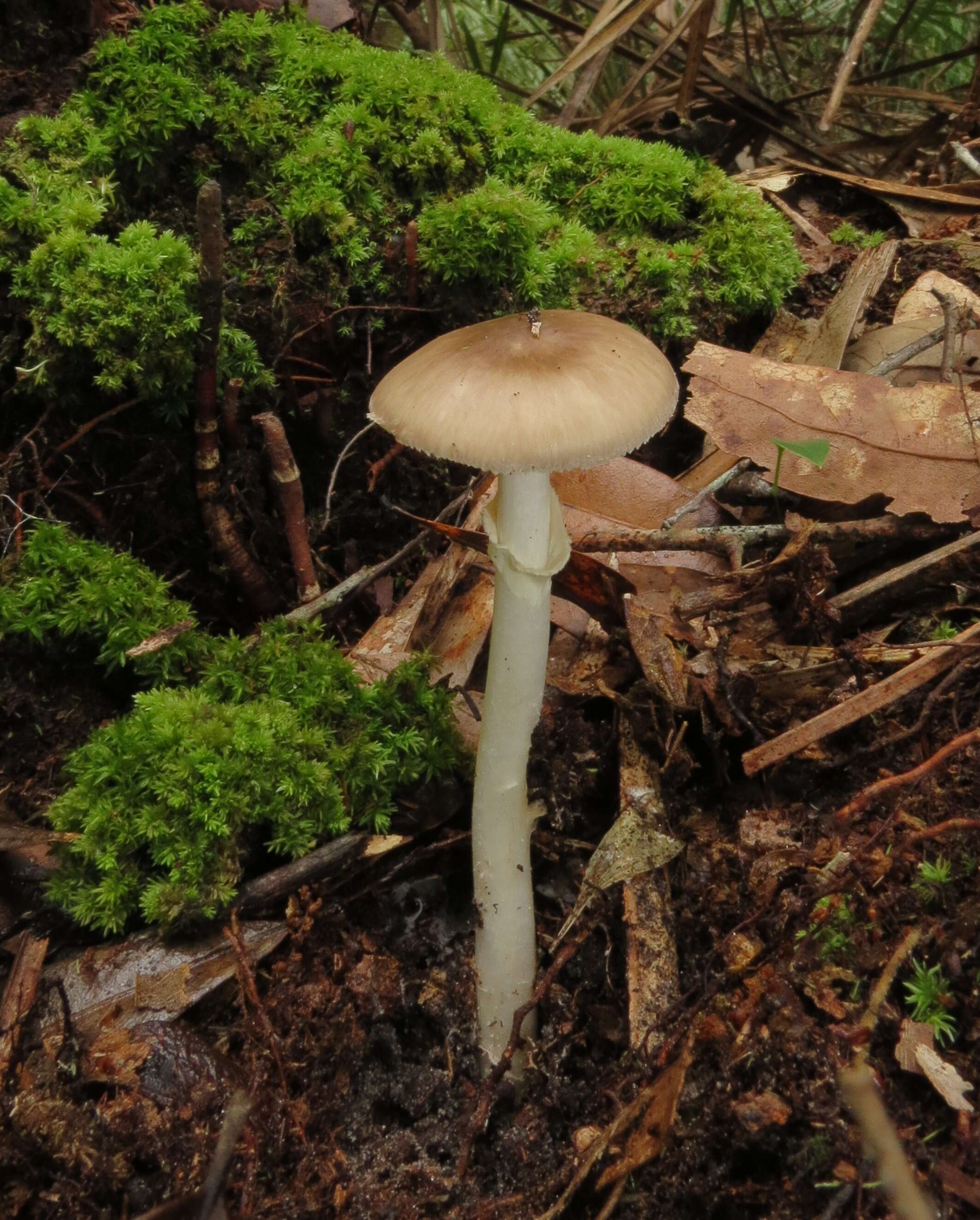 Image of Amanita solaniolens H. L. Stewart & Grund 1974