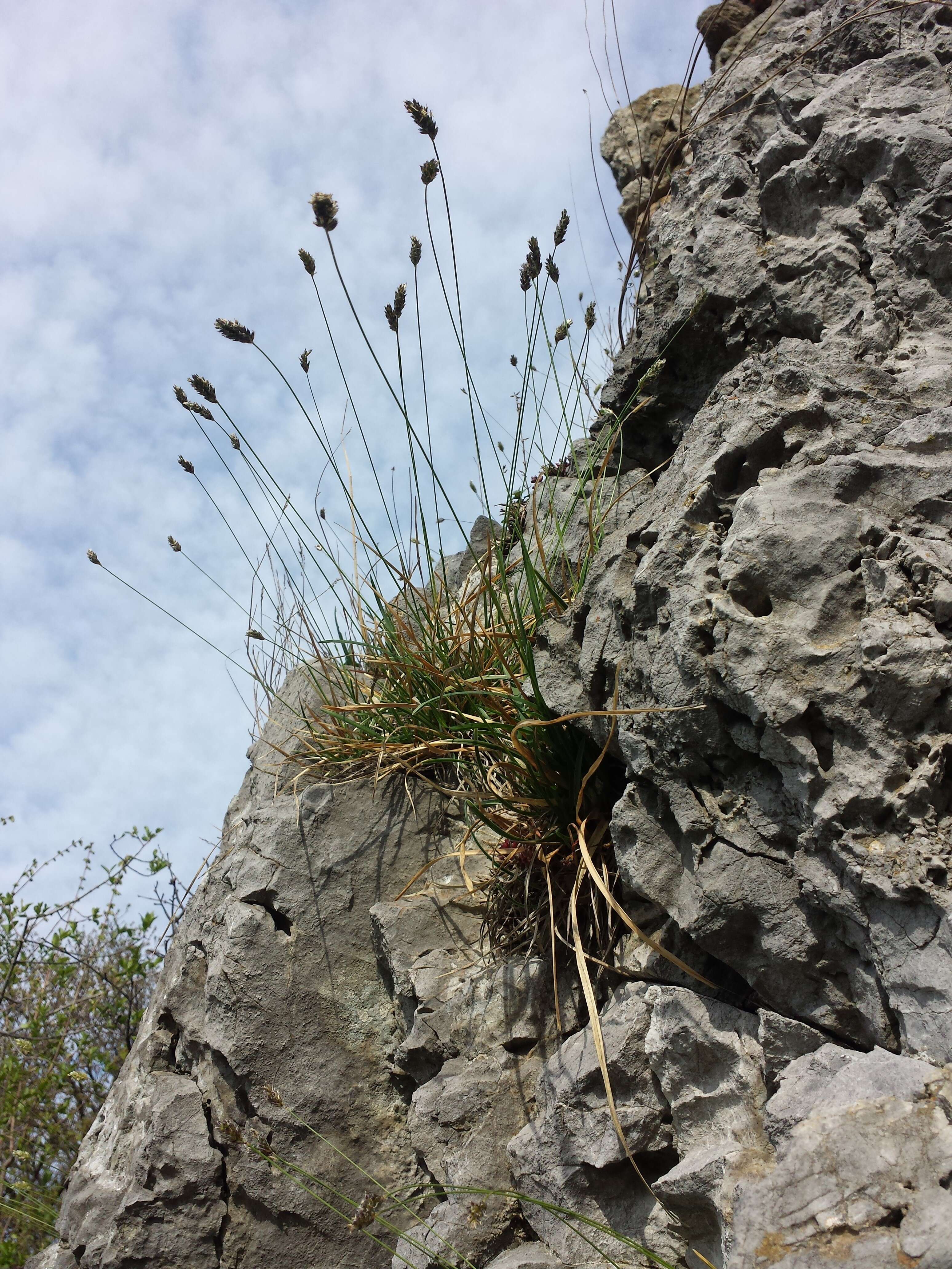 Image of blue moor grass