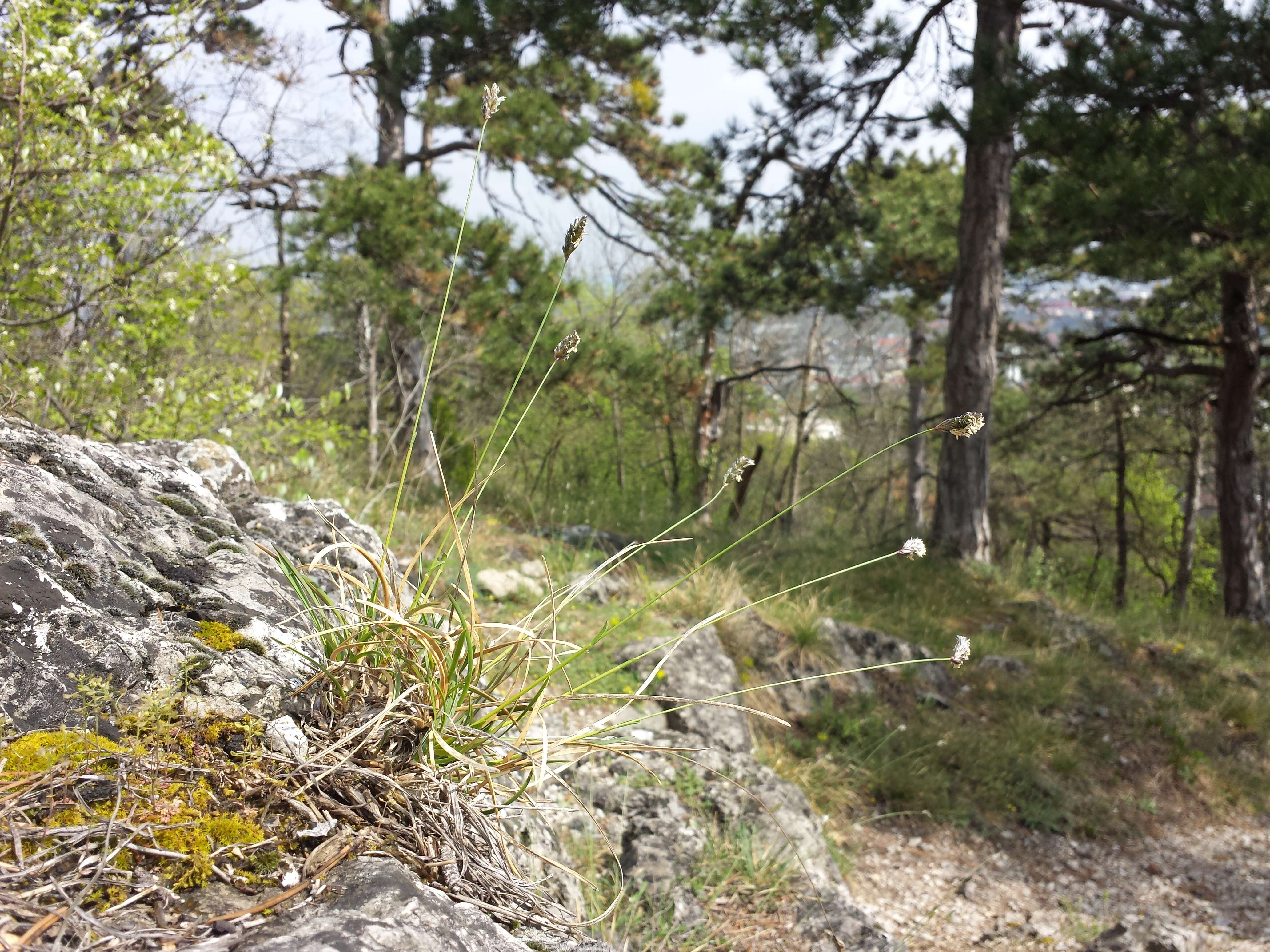 Image of blue moor grass