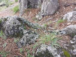 Image of blue moor grass