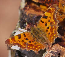 Image of Comma