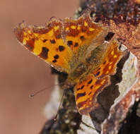 Image of Comma