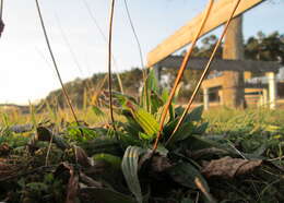 Image of Ribwort Plantain