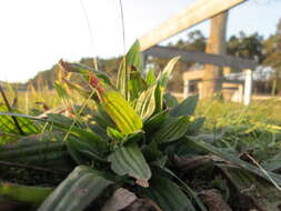 Image of Ribwort Plantain