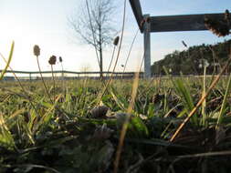 Image of Ribwort Plantain