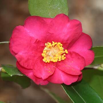 Image of Camellia sasanqua