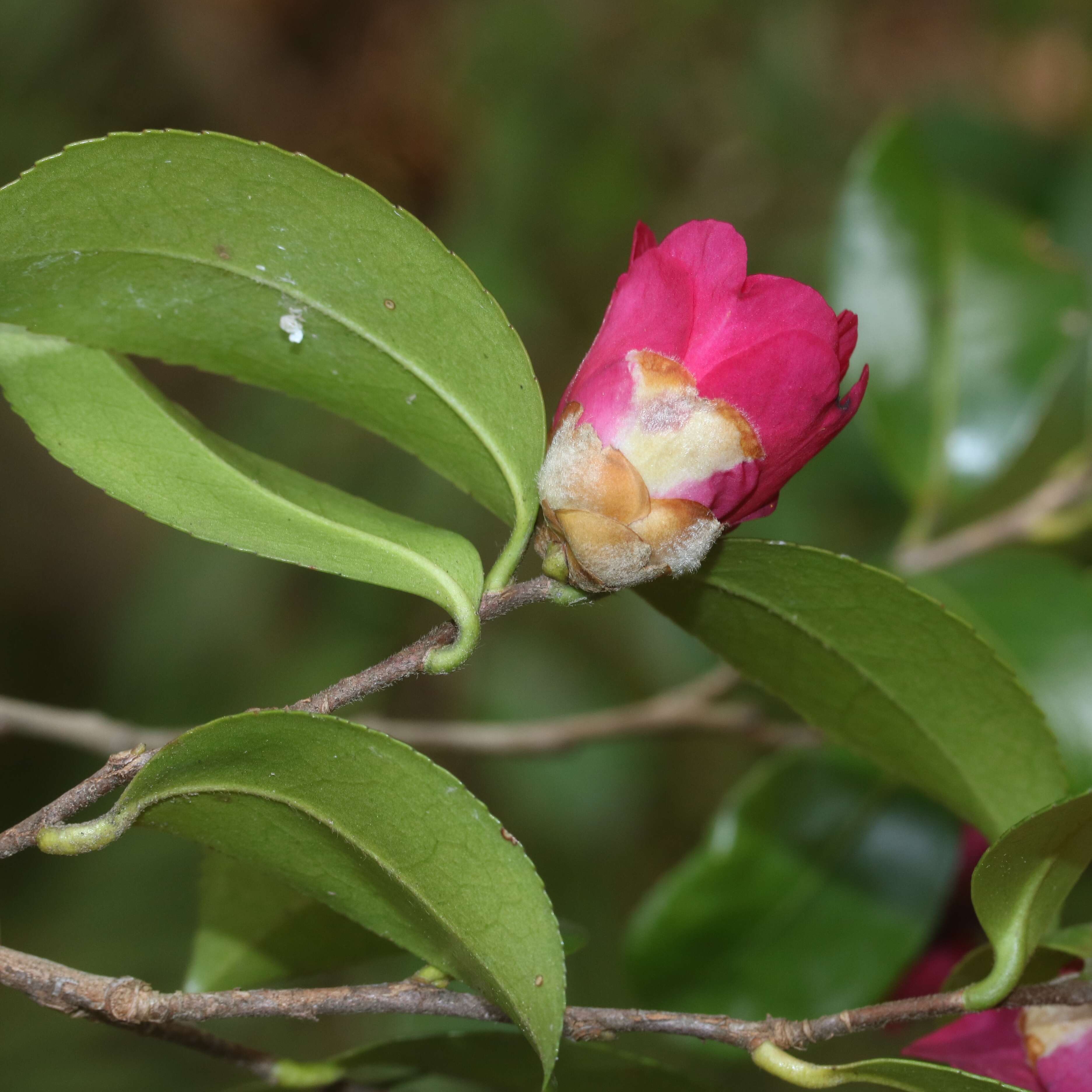 Image of Camellia sasanqua