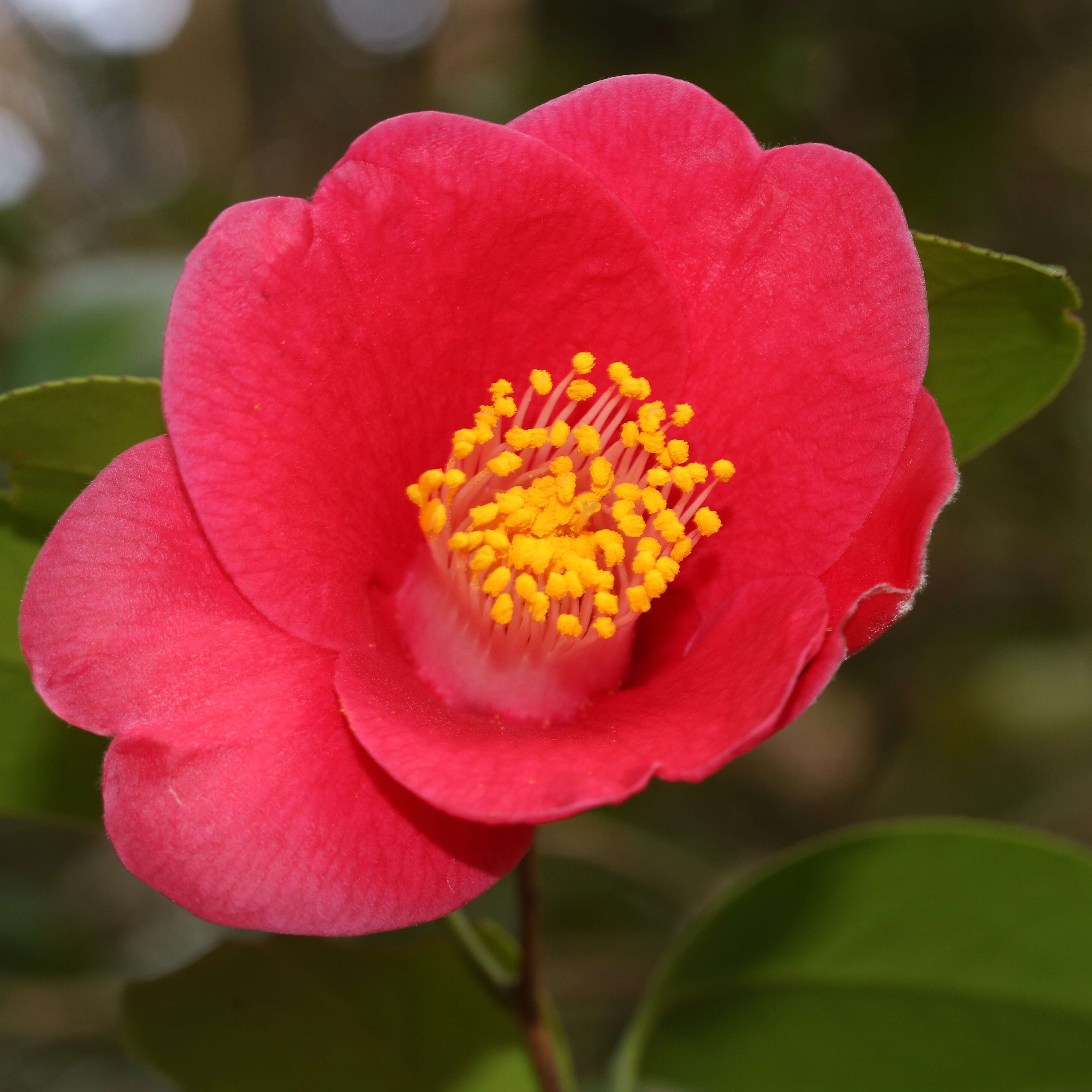 Image of camellia