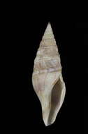 Image of Gemmuloborsonia colorata (Sysoev & Bouchet 2001)