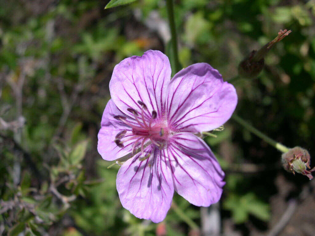 Image of sticky purple geranium
