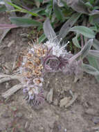 Image of silverleaf phacelia