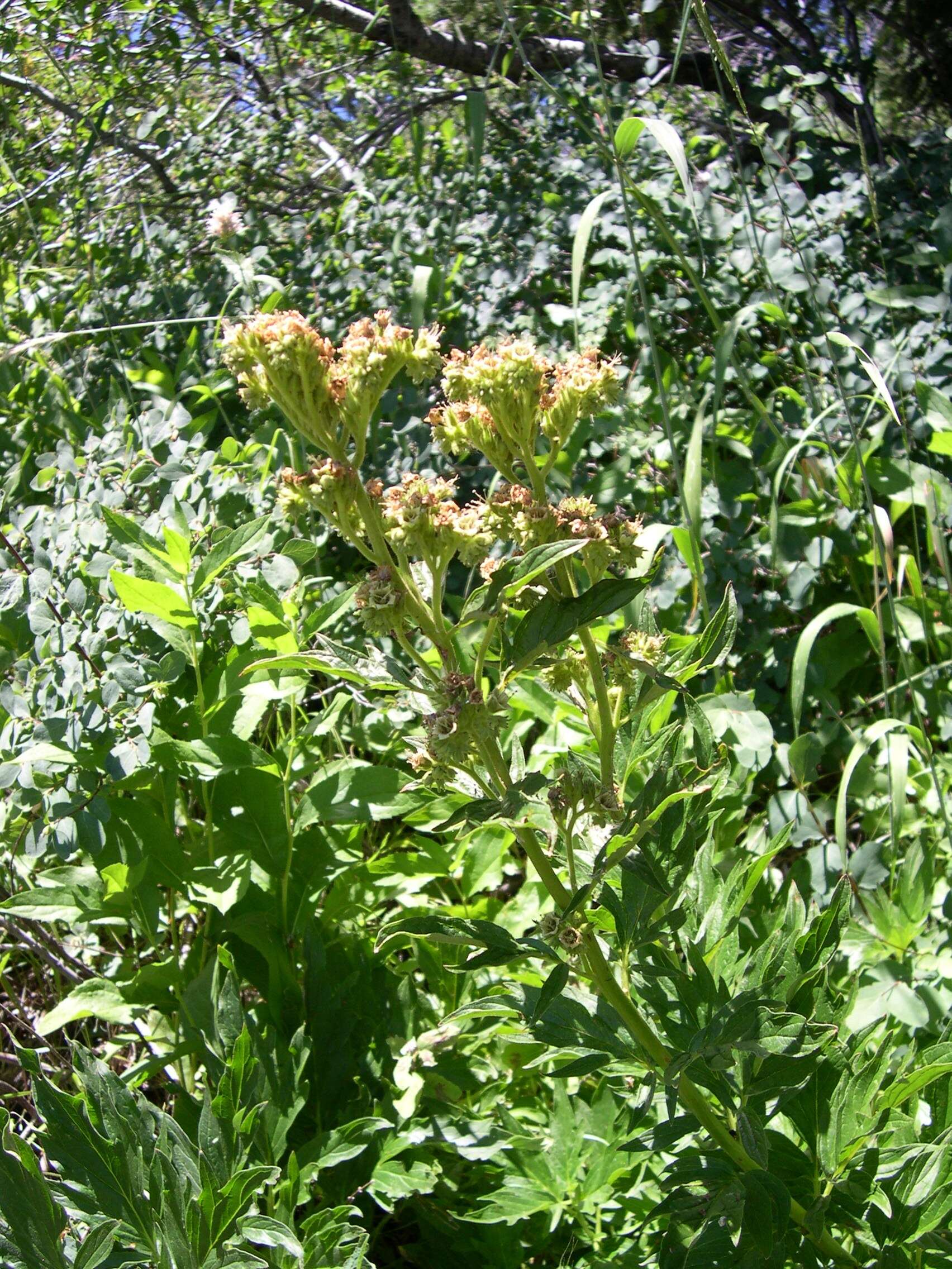 Image de Phacelia procera A. Gray