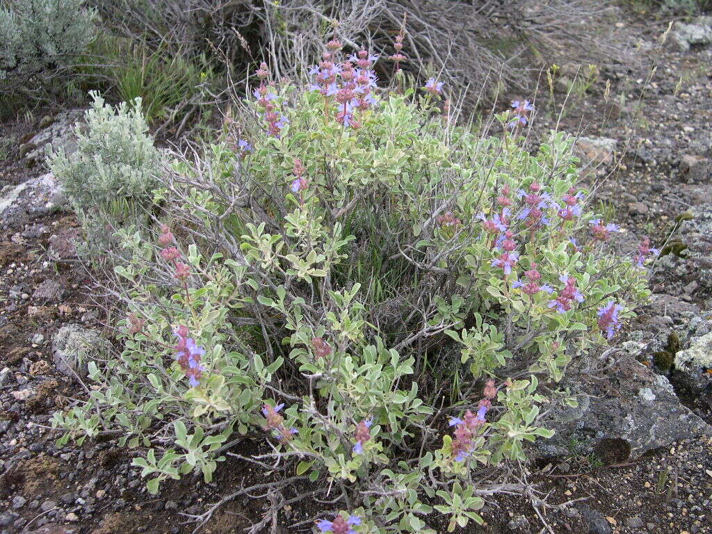 Plancia ëd Salvia dorrii (Kellogg) Abrams