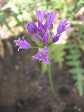 Sivun Allium acuminatum Hook. kuva