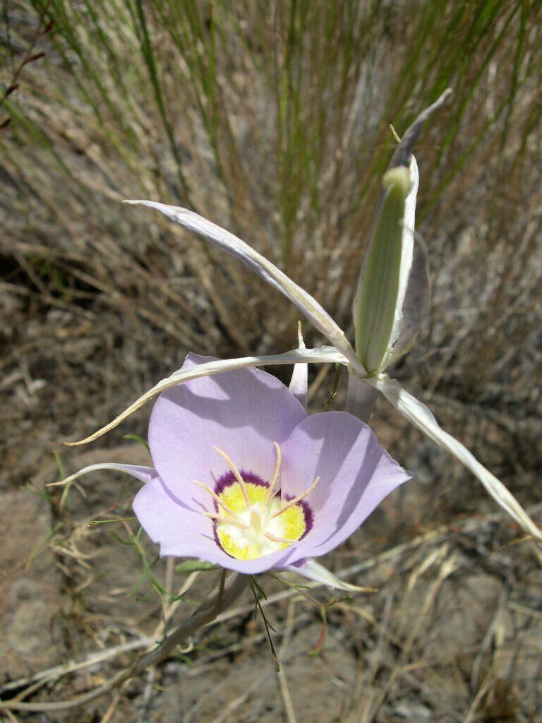 Imagem de Calochortus macrocarpus Douglas