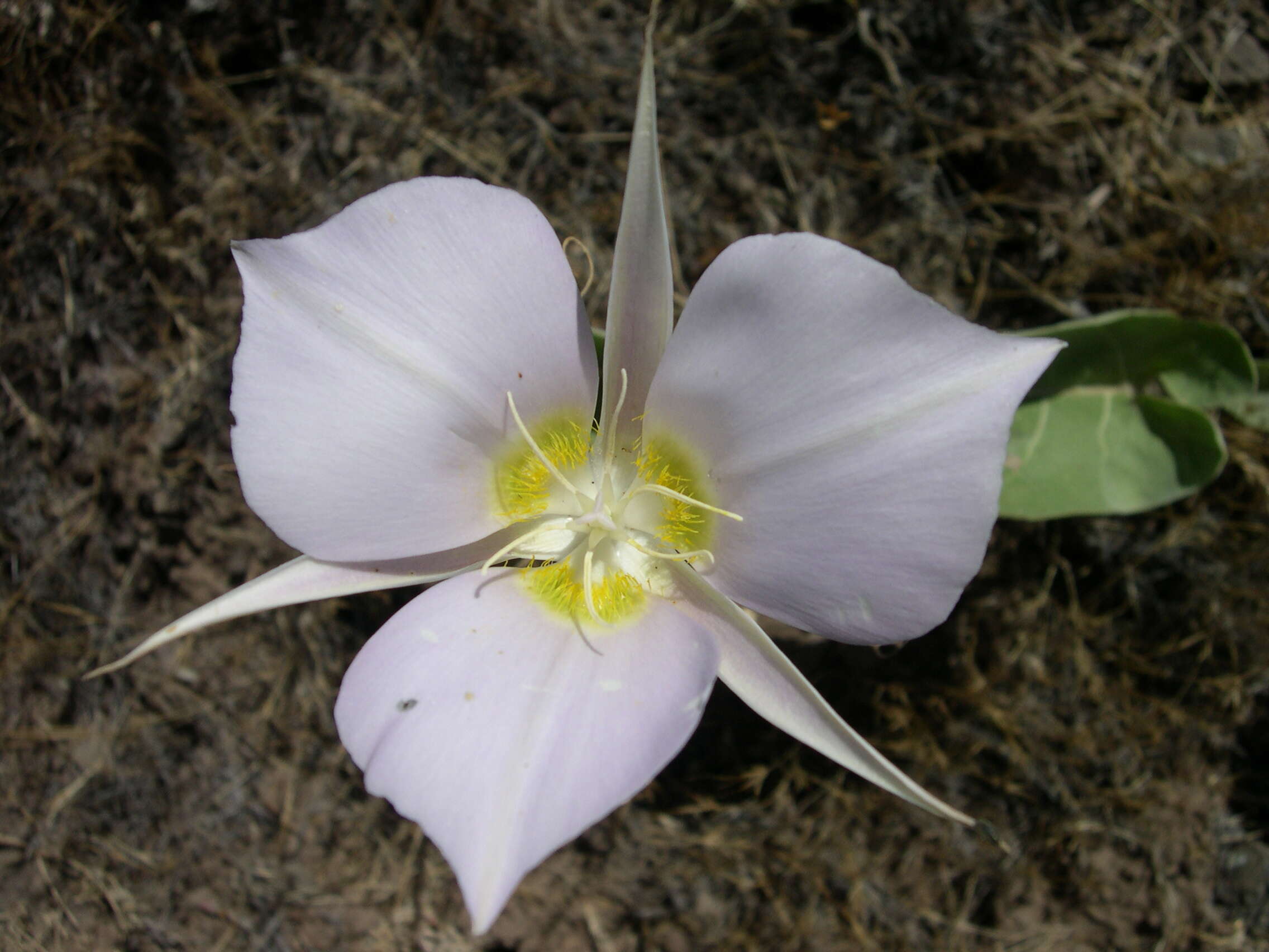 Imagem de Calochortus macrocarpus Douglas