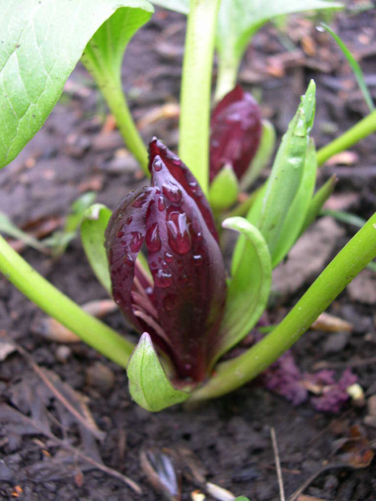 Image of Idaho trillium