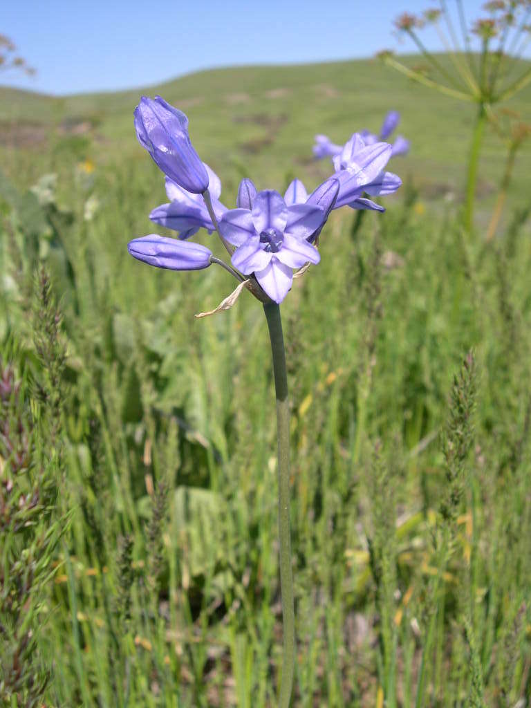 Image of largeflower triteleia