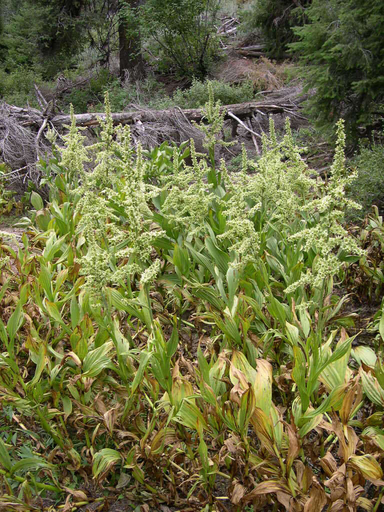 صورة Veratrum californicum Durand