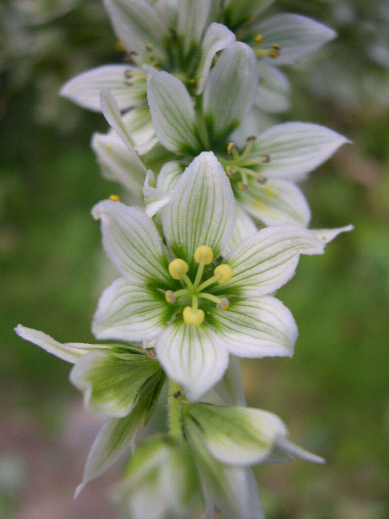 صورة Veratrum californicum Durand