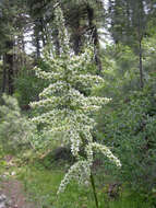 صورة Veratrum californicum Durand