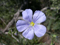 Image of Blue flax