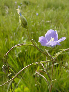 Image of Blue flax