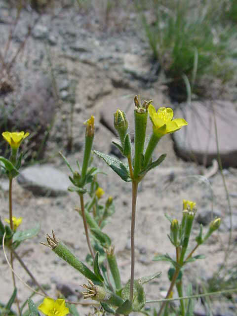 Image of whitestem blazingstar