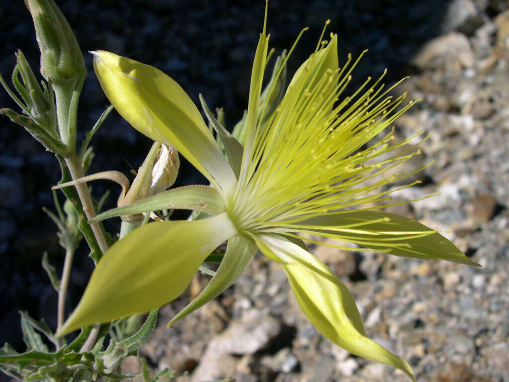 Image of giant blazing star