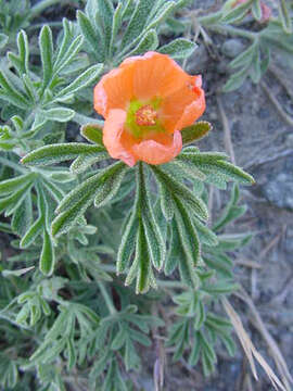 Image of scarlet globemallow