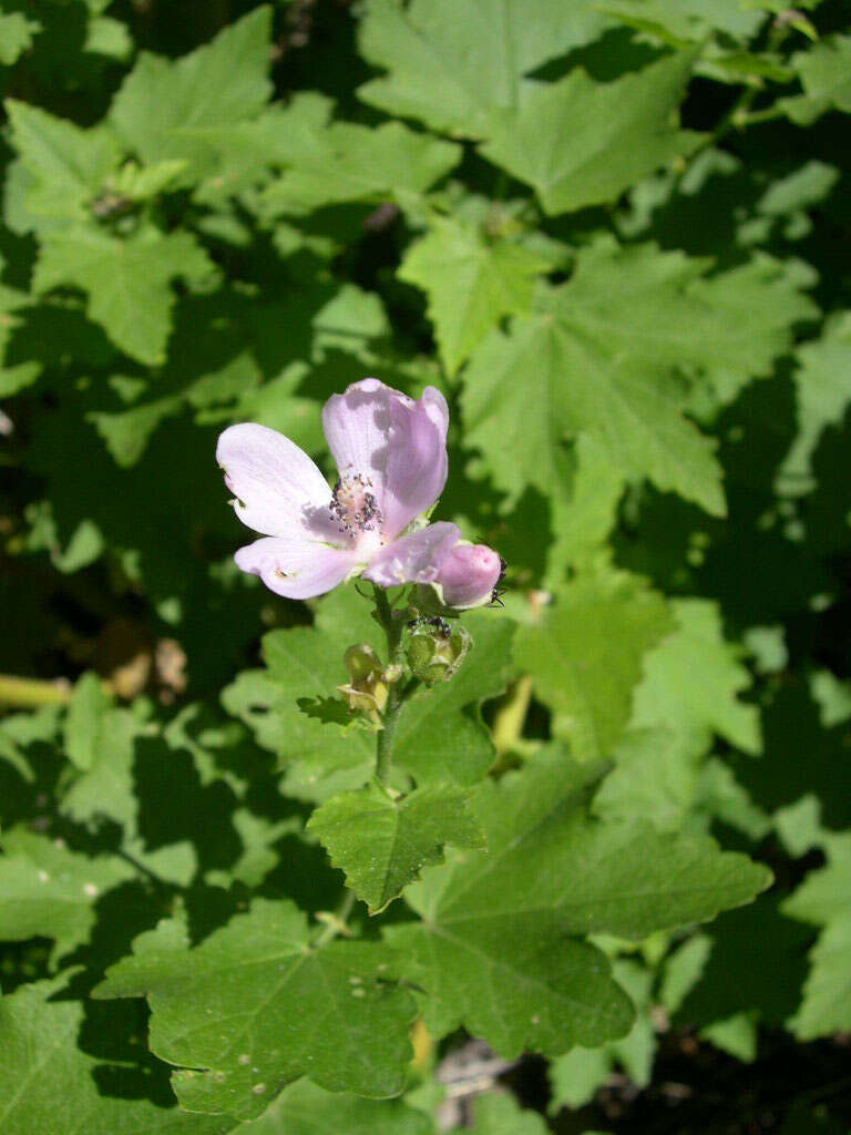 Image de Iliamna rivularis (Dougl. ex Hook.) Greene