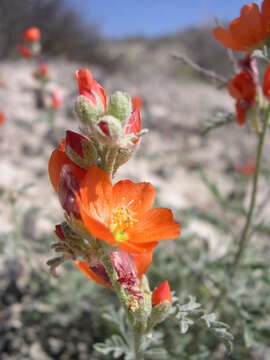 Imagem de Sphaeralcea grossulariifolia (Hook. & Arn.) Rydb.