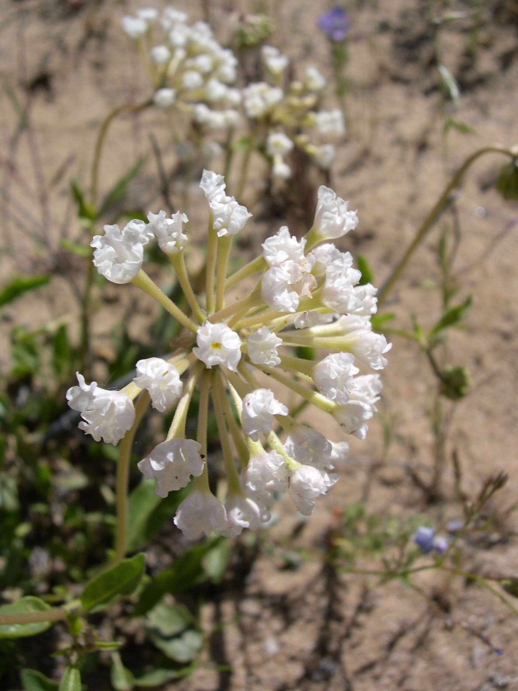 Image of white sand verbena