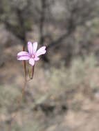 Image de Epilobium brachycarpum Presl