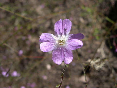 Image de Epilobium brachycarpum Presl