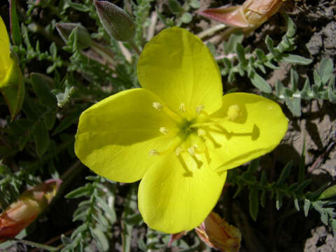 Image of Tansy-Leaf Goldeneggs