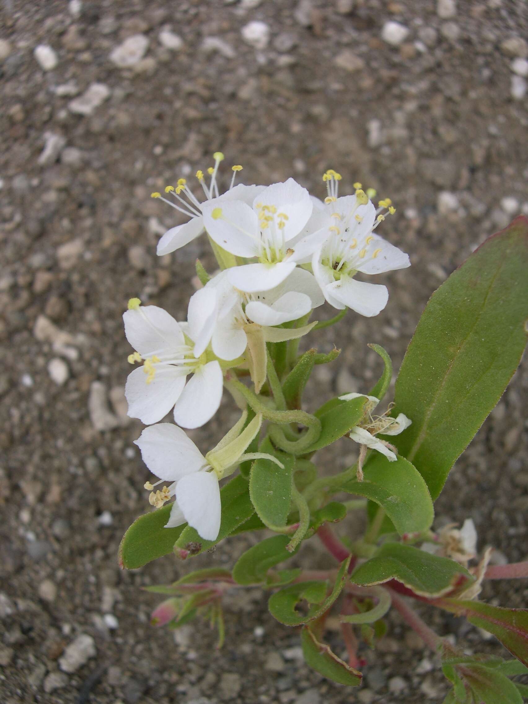 Eremothera boothii (Douglas) W. L. Wagner & Hoch的圖片